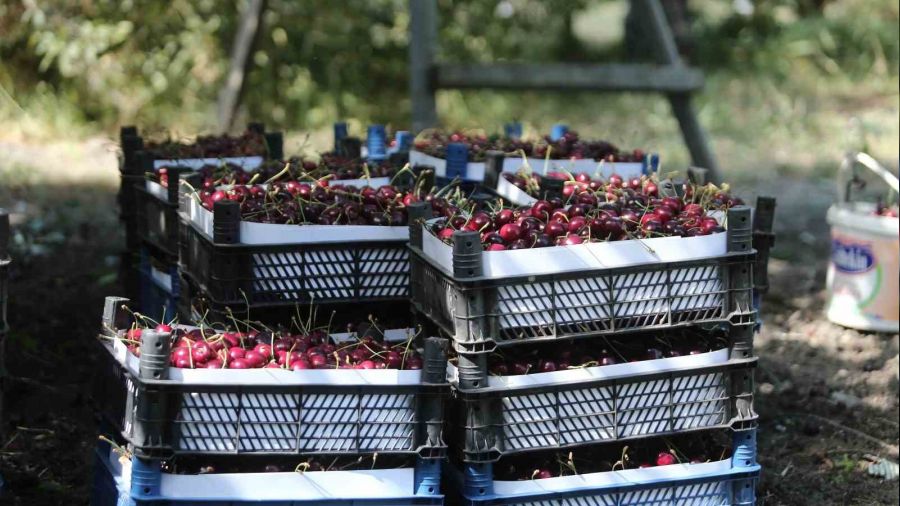 'Napolyon' kirazında son hasat yüzleri güldürdü