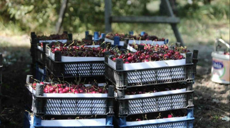 'Napolyon' kirazında son hasat yüzleri güldürdü