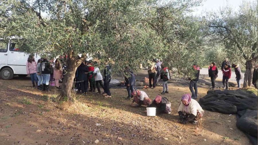Öğrenciler zeytinin 'yağ'a dönüşüne ettiler