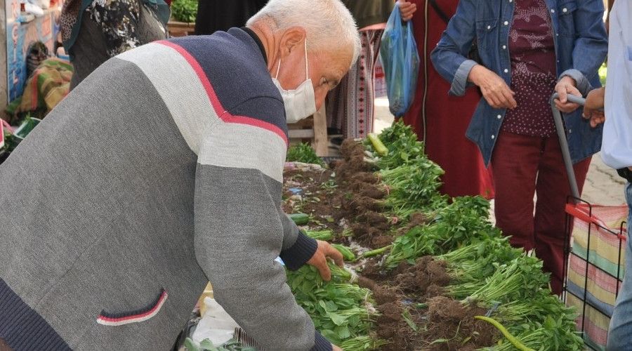 Organik fide pazarına yoğun ilgi