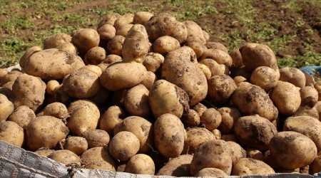 Patatesin parmak izi çıkarılacak