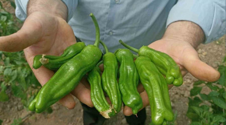 Sera üreticileri 'Kök Boğazı' hastalığına çözüm bulamıyor