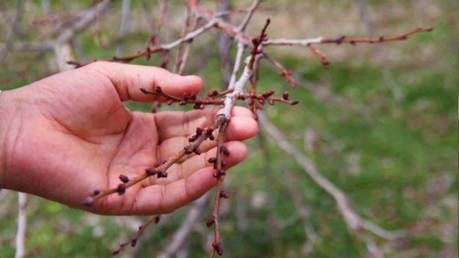 Sıcak havalar, kayısı üreticilerini korkutuyor
