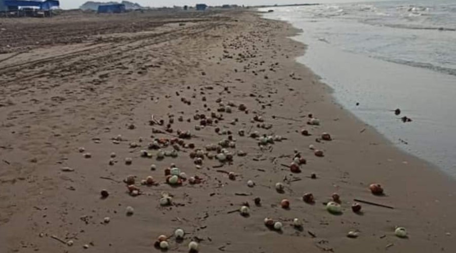 Soğanlar sahile vurdu