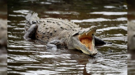 Turistik kente timsah paniği