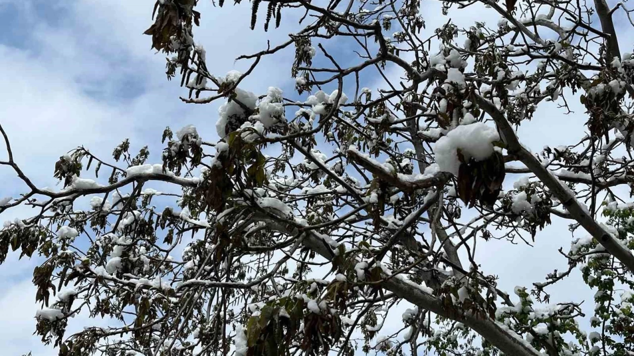 Türkiye'nin önemli ceviz üretim merkezini zirai don vurdu