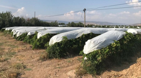 Üzümler branda örtülerle koruma altına alındı