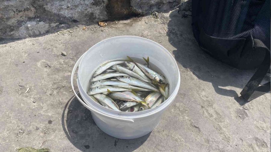 Yunuslar sıkıştırdı, vatandaşlar avladı