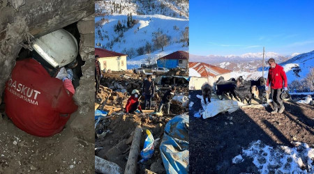 17. günde 25 hayvan enkaz altından sağ çıkarıldı