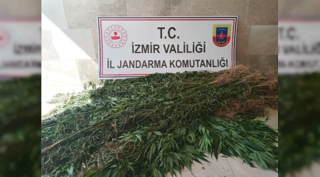 3210 kök kenevir ele geçirildi