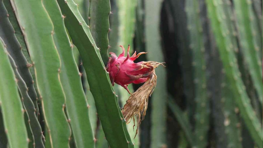Alanya'da ejder meyvesi üretimi yıldan yıla artıyor