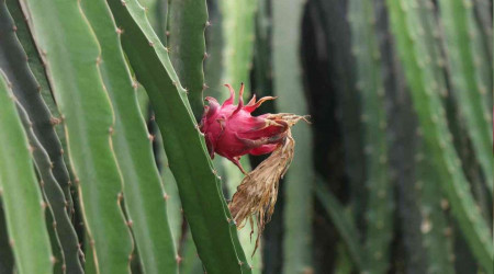 Alanya'da ejder meyvesi üretimi yıldan yıla artıyor