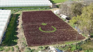Antalya'da çiftçiler, 13 bin marulla Türk bayrağı deseni oluşturdu