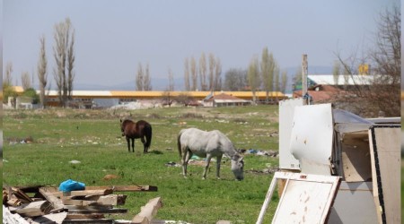 Başıboş atlar sürücülerin korkulu rüyası oluyor