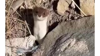 Beyaz gelincik şehir merkezinde görüntülendi
