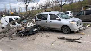 Bursa'da seyir halindeki araçların üzerine ağaç devrildi
