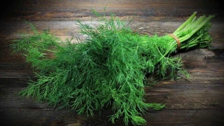 Dereotunun bu faydalarını biliyor muydunuz?