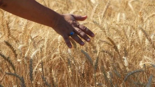 Dünya tahıl üretiminde rekor artış bekleniyor
