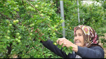 Eriğin fiyatı epey düştü