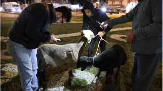 Kamyonetten yola den "Mor Karaman" rk koyunlar babo brakld