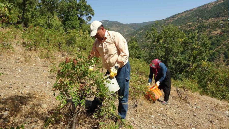 Kebapçıların gözdesi sumakta hasat dönemi