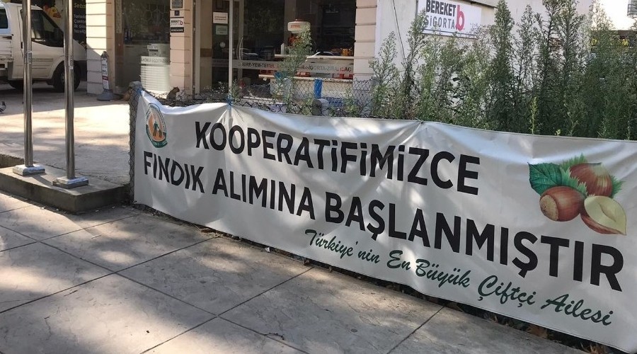 Kooperatif fındık alımına başlıyor