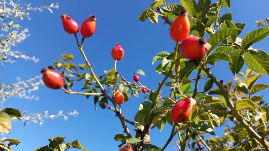 Kuşburnunda zorlu mesai başladı