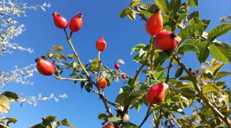 Kuşburnunda zorlu mesai başladı