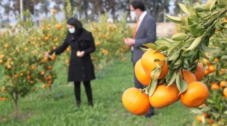 Mandarinde 2 yeni yerli ve milli çeşit geliştirildi