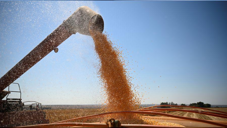 Mısır da sıcak hava kurbanı