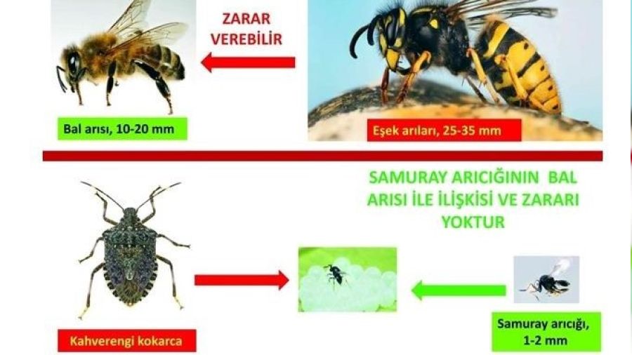 'Samuray arıları bal arılarına zarar vermiyor'