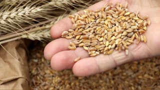 Sürdürülebilir tarım için 'yerli tohum' şart