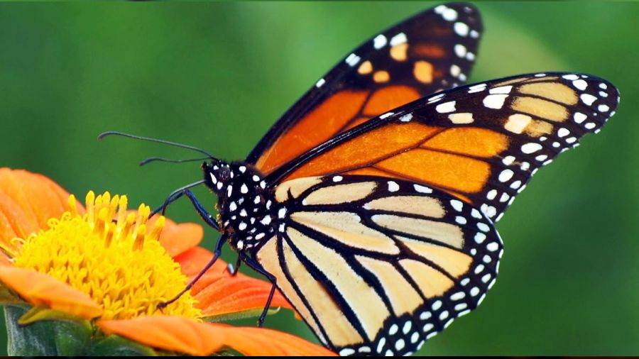 ‘Tövbe edip kötülüğe devam eden yalancıdır’