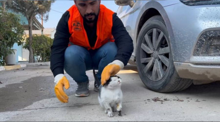 Yaralı kedi hastane aciline gitti