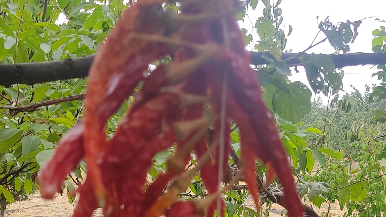 Yemeğe lezzet katan gizli faktör