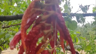 Yemeğe lezzet katan gizli faktör