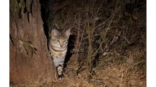 Yeni Zelanda'da yabani kedilere idam fermanı hazırlandı