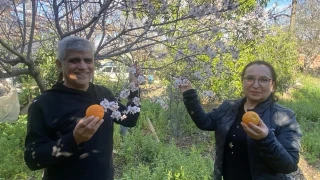 Aksu'da badem ağaçları şubat ortasında çiçek açtı