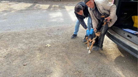 Aslanapa'da kedi ve kpeklere kuduz as