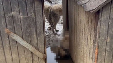 Bolu'da köpekler hayvan barınağında ölüme terkedildi