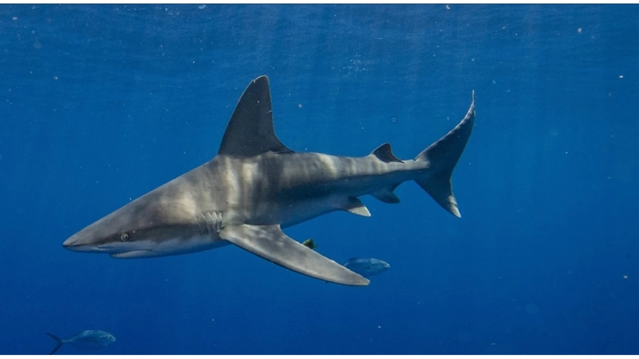 Bu yaz Akdeniz kıyılarında yüzmek ne kadar riskli?