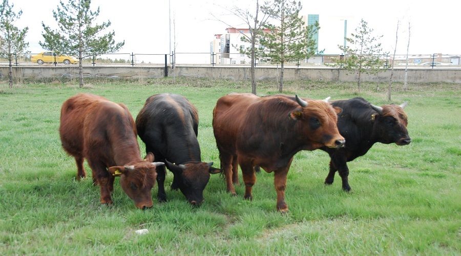 Geç gelen koruma kararı