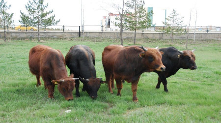 Geç gelen koruma kararı