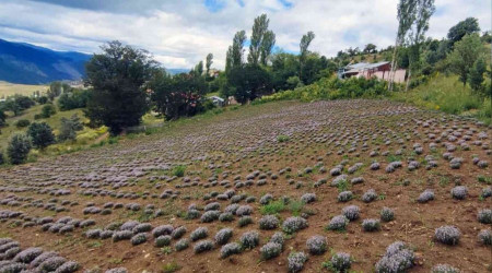 Giresun'da organik kekik hasat yapld