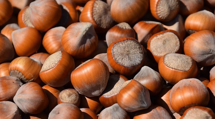 Giresun'un Eylül ayı fındık ihracatı 33 bin ton