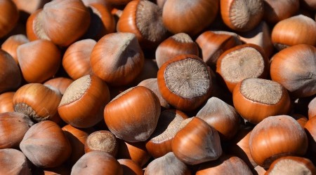 Giresun'un Eylül ayı fındık ihracatı 33 bin ton