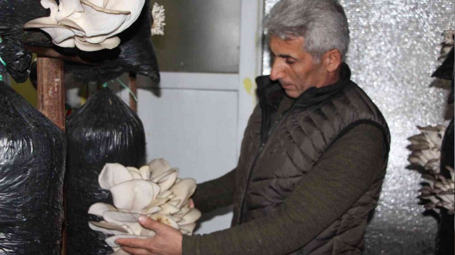 Hurda demirlerden mantar üretim tesisi kurdu