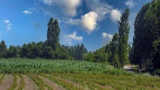 Iğdır Ovası: Türkiye'nin en verimli tarım alanlarından biri