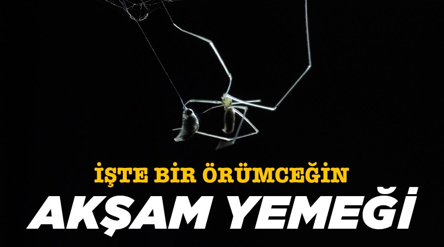 İşte bir örümceğin akşam yemeği