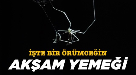 İşte bir örümceğin akşam yemeği